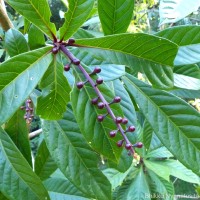 Barringtonia racemosa (L.) Spreng.